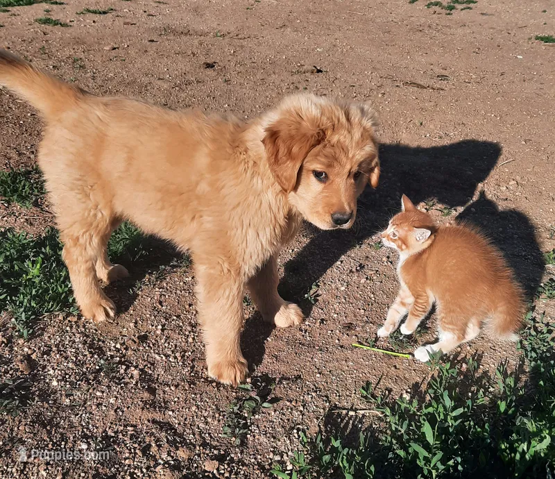 Gus – Golden Retriever puppy for sale in Colorado Springs, CO