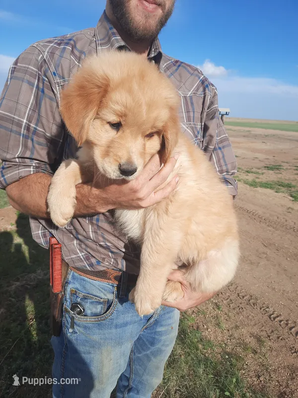 Lars, a male Golden Retriever for sale in Colorado Springs, CO – 1 of 4