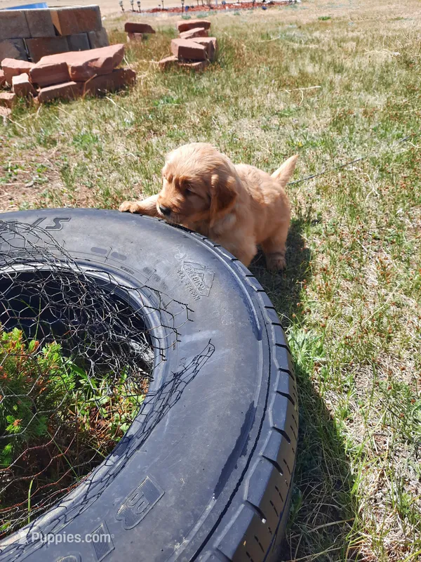 Nellie – Golden Retriever puppy for sale in Colorado Springs, CO