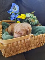 Gus, a male Golden Retriever for sale in Colorado Springs, CO – Photo 2 of 2