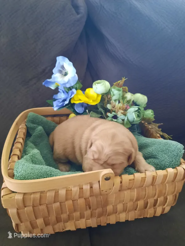Gus – Golden Retriever puppy for sale in Colorado Springs, CO