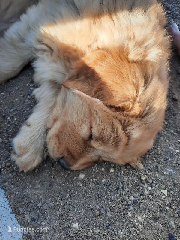 Gus – Golden Retriever puppy for sale in Colorado Springs, CO