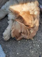 Gus, a male Golden Retriever for sale in Colorado Springs, CO – 1 of 4