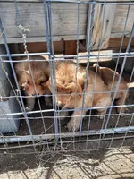 Lars, a male Golden Retriever for sale in Colorado Springs, CO – 3 of 4