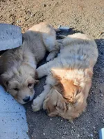 Lars, a male Golden Retriever for sale in Colorado Springs, CO – 2 of 4