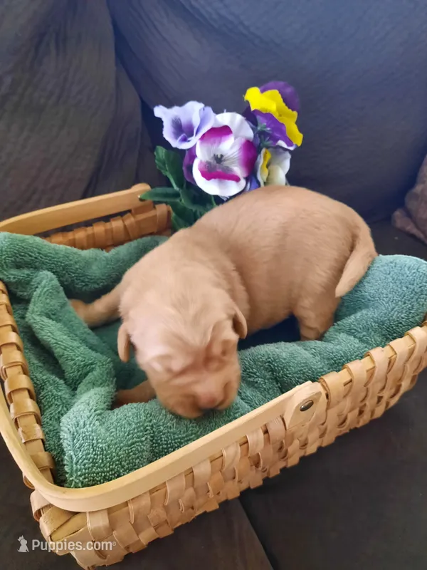 Nellie, a female Golden Retriever for sale in Colorado Springs, CO – Photo 1 of 2