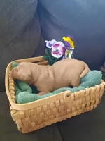 Nellie, a female Golden Retriever for sale in Colorado Springs, CO – Photo 2 of 2