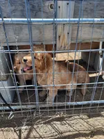 Nellie, a female Golden Retriever for sale in Colorado Springs, CO – 2 of 3