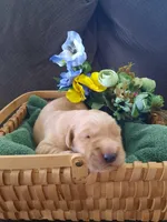 Lars, a male Golden Retriever for sale in Colorado Springs, CO – Photo 2 of 2