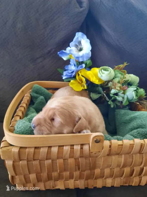 Lars, a male Golden Retriever for sale in Colorado Springs, CO – Photo 1 of 2