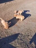 Lars, a male Golden Retriever for sale in Colorado Springs, CO – 4 of 4