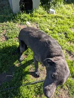 Scout , a male Labrador Retriever for sale in Menahga, MN – 2 of 3