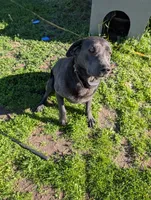 Scout , a male Labrador Retriever for sale in Menahga, MN – 3 of 3