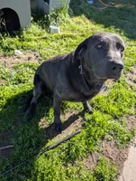 Scout , a male Labrador Retriever for sale in Menahga, MN – 1 of 3