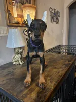 Sweetie pie , a female Doberman Pinscher for sale in Paradise, TX – 8 of 10