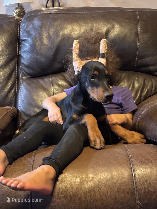 Coco  – Doberman Pinscher puppy for sale in Paradise, TX