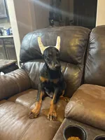 Justice , a male Doberman Pinscher for sale in Paradise, TX – 1 of 10