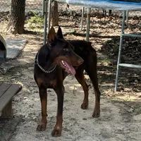 Angel, a female Doberman Pinscher for sale in Paradise, TX – Photo 3 of 8