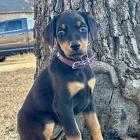 Angel, a female Doberman Pinscher for sale in Paradise, TX – Photo 5 of 8