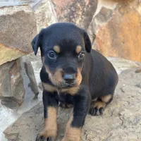 Angel, a female Doberman Pinscher for sale in Paradise, TX – Photo 8 of 8