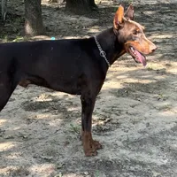 Angel, a female Doberman Pinscher for sale in Paradise, TX – Photo 4 of 8