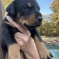 Angel, a female Doberman Pinscher for sale in Paradise, TX – Photo 6 of 8