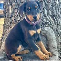 Angel, a female Doberman Pinscher for sale in Paradise, TX – Photo 1 of 8