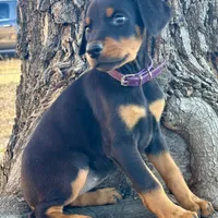 Angel, a female Doberman Pinscher for sale in Paradise, TX – Photo 7 of 8