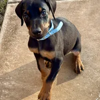Jingles, a male Doberman Pinscher for sale in Paradise, TX – Photo 5 of 8