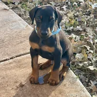 Jingles, a male Doberman Pinscher for sale in Paradise, TX – Photo 4 of 8