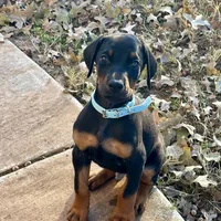 Jingles, a male Doberman Pinscher for sale in Paradise, TX – Photo 8 of 8