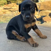 Jingles, a male Doberman Pinscher for sale in Paradise, TX – Photo 6 of 8