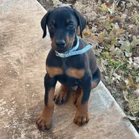 Jingles, a male Doberman Pinscher for sale in Paradise, TX – Photo 1 of 8