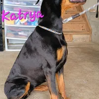 Jingles, a male Doberman Pinscher for sale in Paradise, TX – Photo 2 of 8