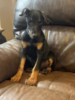 Rusty, a male Doberman Pinscher for sale in Paradise, TX – 4 of 10