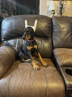 Coco , a female Doberman Pinscher for sale in Paradise, TX – 9 of 9