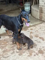 Snickers , a male Doberman Pinscher for sale in Paradise, TX – 8 of 10