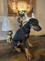 Sweetie pie , a female Doberman Pinscher for sale in Paradise, TX – 9 of 10