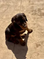 Ember, a female Doberman Pinscher for sale in Paradise, TX – Photo 3 of 10