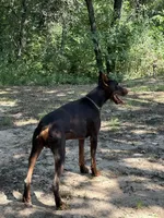 Ember, a female Doberman Pinscher for sale in Paradise, TX – Photo 5 of 10