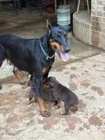 Ember, a female Doberman Pinscher for sale in Paradise, TX – Photo 7 of 10
