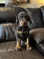 Ember, a female Doberman Pinscher for sale in Paradise, TX – Photo 2 of 10