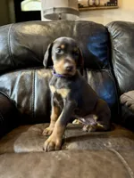 Ember, a female Doberman Pinscher for sale in Paradise, TX – Photo 9 of 10