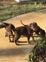 Ember, a female Doberman Pinscher for sale in Paradise, TX – Photo 10 of 10