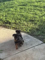 Ember, a female Doberman Pinscher for sale in Paradise, TX – Photo 8 of 10