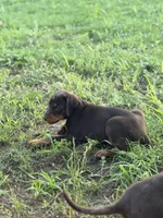 Ember, a female Doberman Pinscher for sale in Paradise, TX – Photo 4 of 10