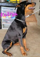 Snickers , a male Doberman Pinscher for sale in Paradise, TX – 2 of 10