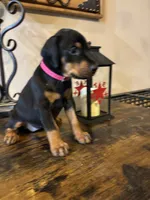 Coco , a female Doberman Pinscher for sale in Paradise, TX – 8 of 9