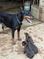 Coco , a female Doberman Pinscher for sale in Paradise, TX – 7 of 9