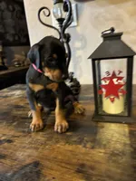 Rusty, a male Doberman Pinscher for sale in Paradise, TX – 10 of 10